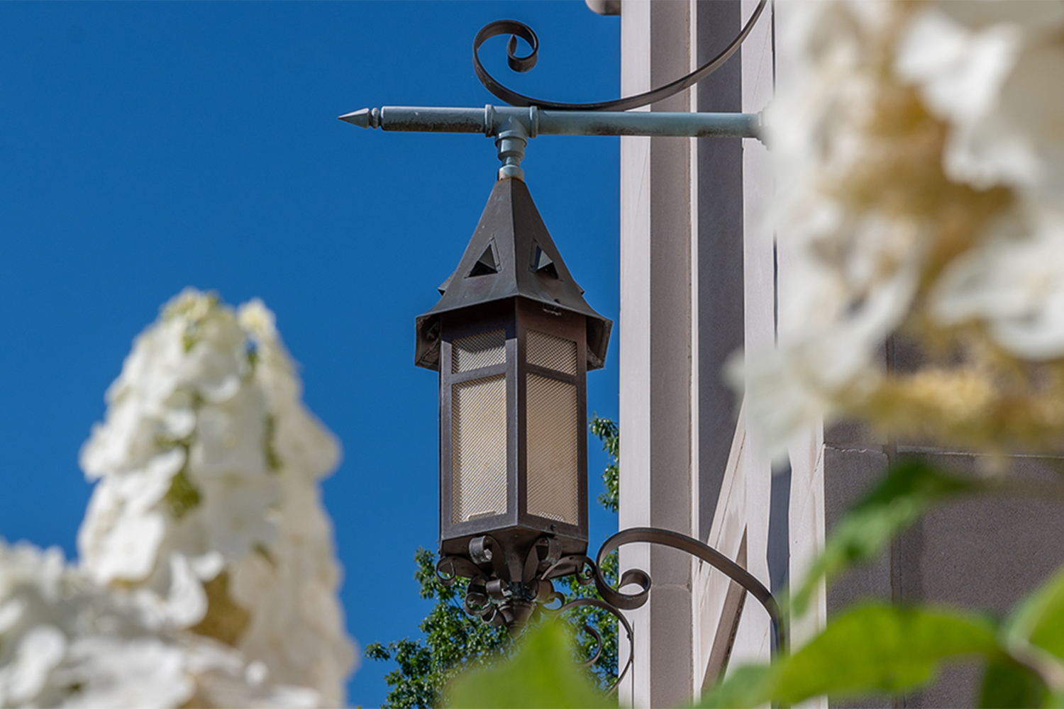MSU Latern