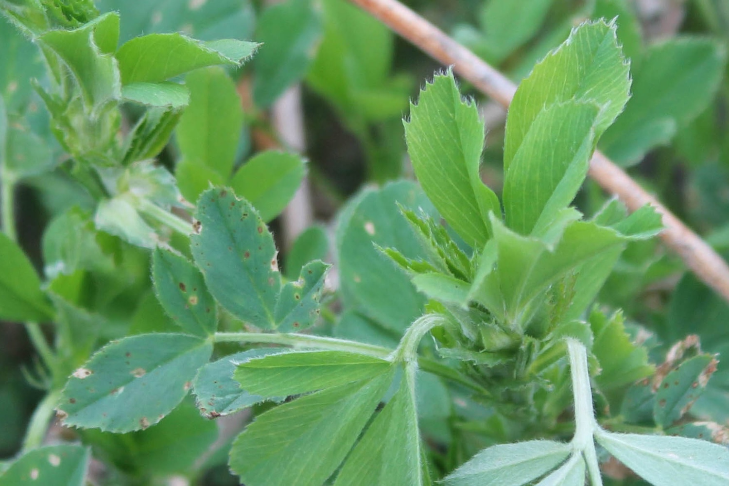Close-up of alfalfa plants showing damaged and spotted leaves among new green growth.