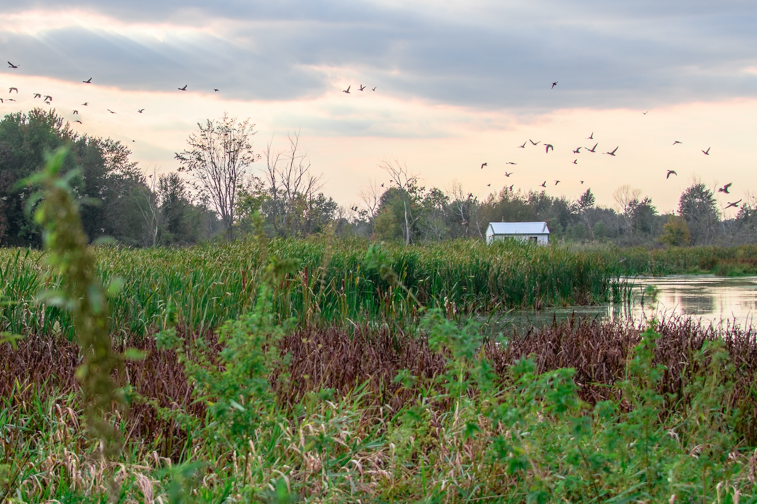 Wetland landscape with tall marsh grasses, open water, trees, and a small white field building in the distance as birds fly across a cloudy sky.