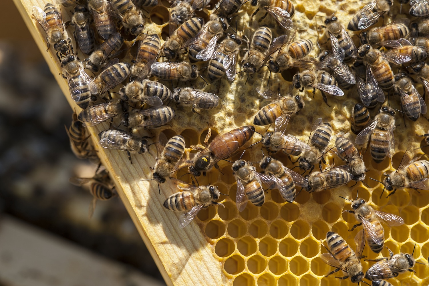 Close-up of honey bees, including the queen, moving across the honeycomb of a wooden hive frame.