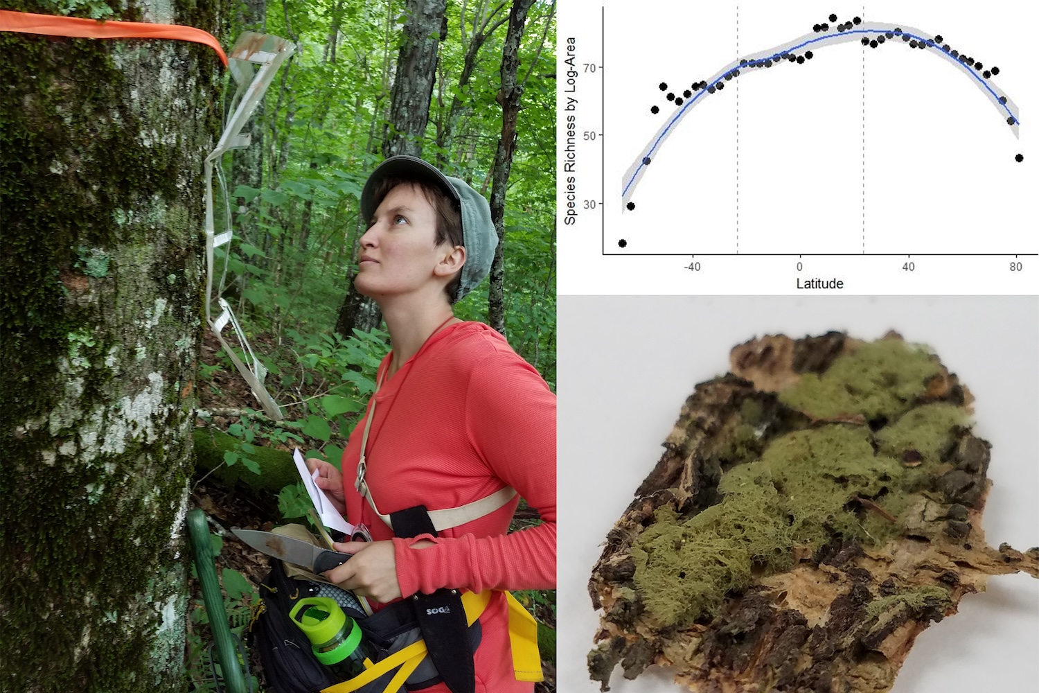 Left image: Klara Scharnagl. Right top image: Rarefied species richness divided by                                  log land area plotted against latitude. Right bottom image: lichen specimen.