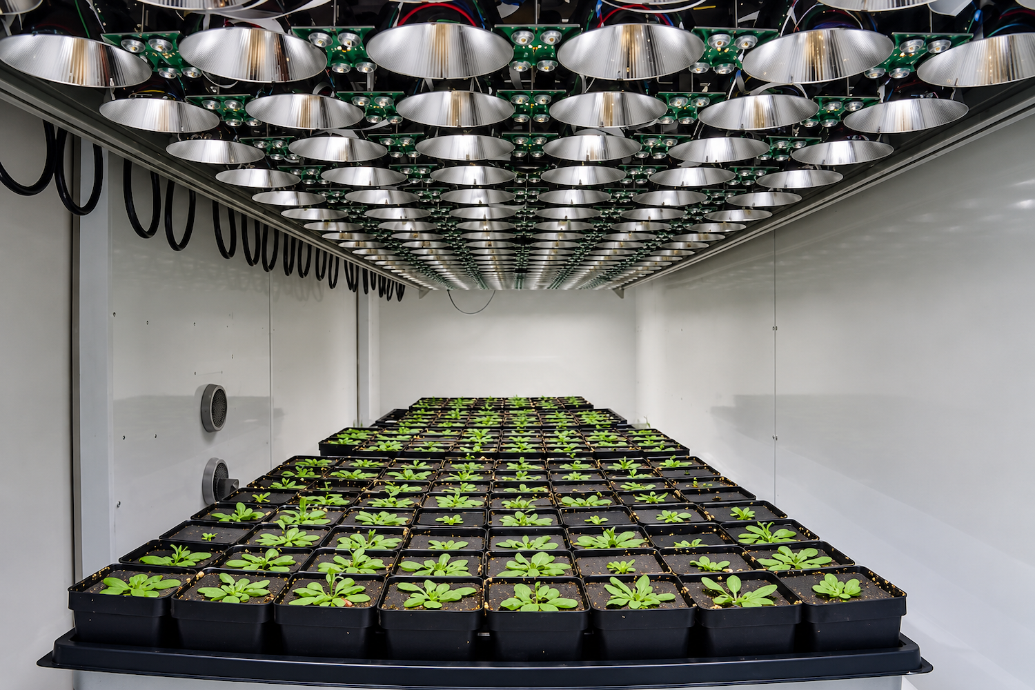 Rows of plants grow beneath an array of controlled lighting in a Dynamic Environmental Photosynthetic Imaging (DEPI) chamber used to simulate field conditions and monitor plant photosynthesis.