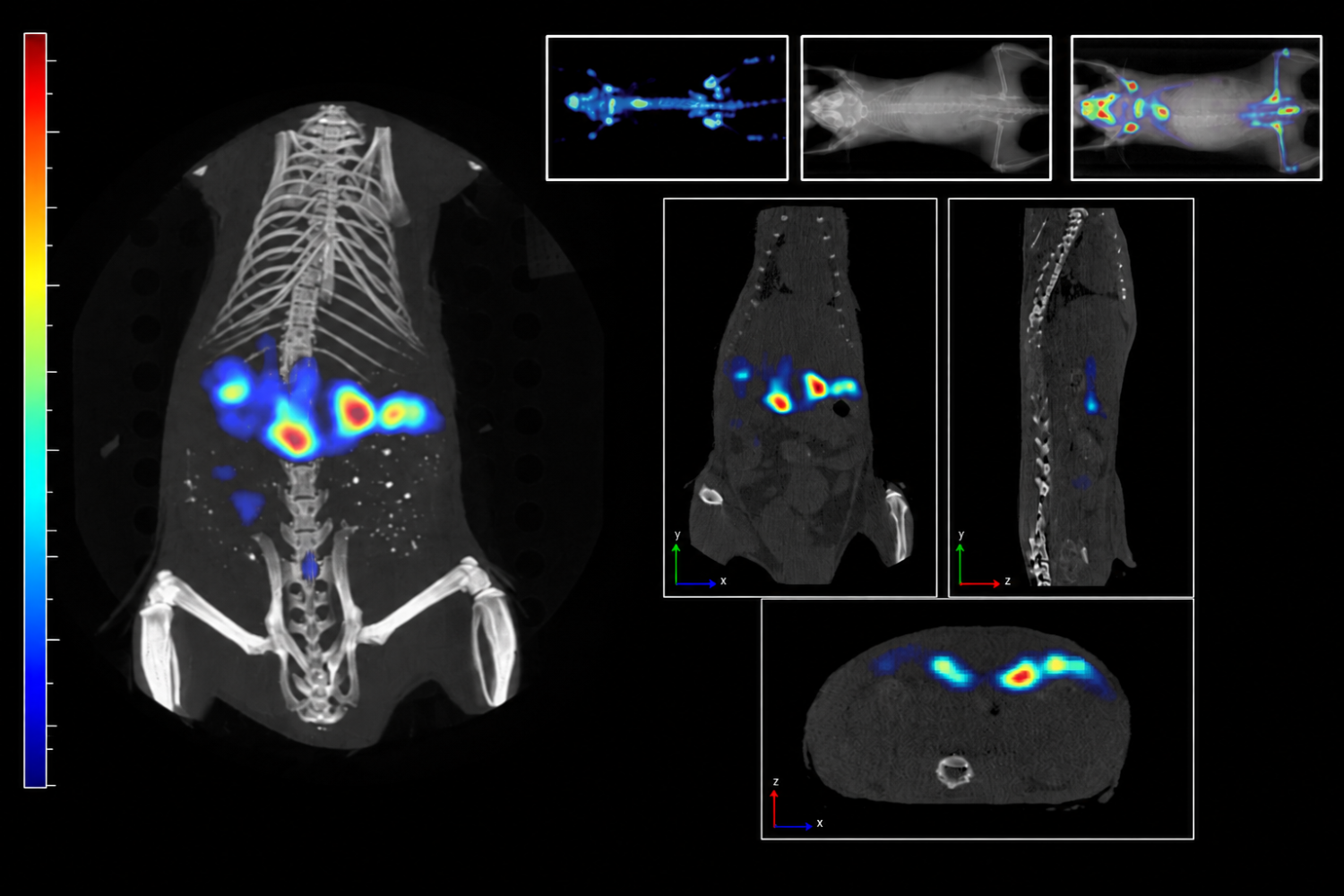 PET, X-ray, and fused PET/CT images showing anatomical structures and color-coded areas of molecular activity in a preclinical imaging subject.