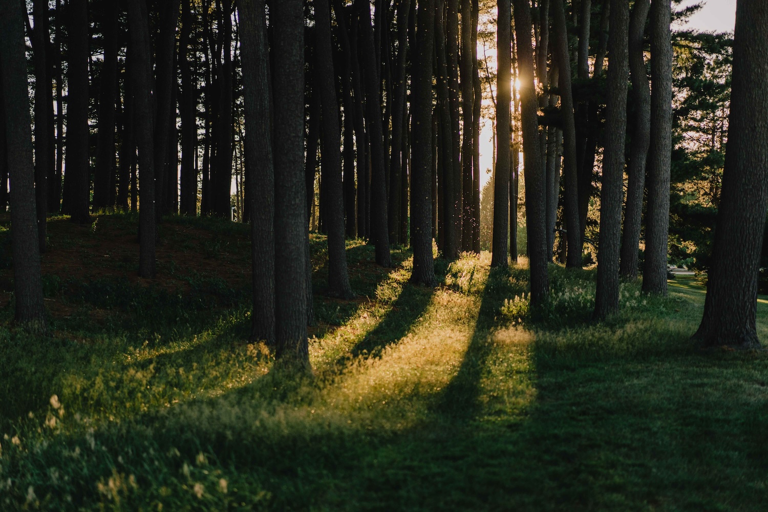 Sunlight filtering through a wooded grove of tall trees, casting long shadows across grass and low vegetation in a quiet forested landscape.
