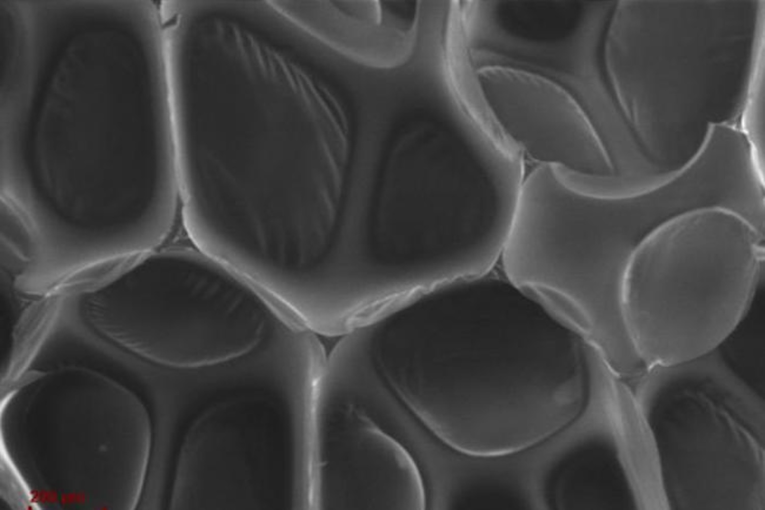 Grayscale scanning electron microscope image of open-cell foam showing a porous network of rounded, interconnected cells with smooth walls, dark cavities, and bright edge highlights.